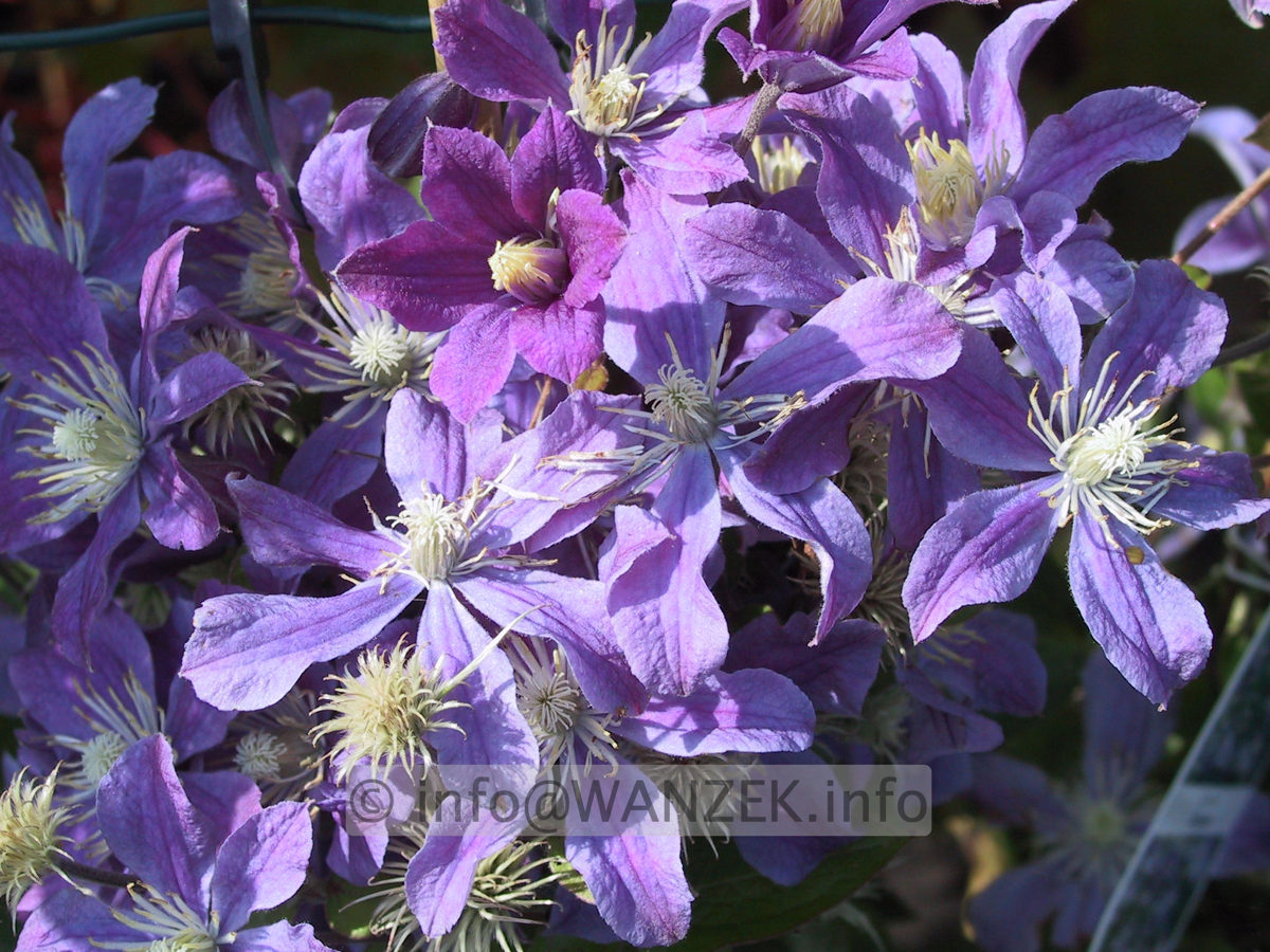 Clematis integrifolia Arabella - Blueten (sind blauer!).jpg